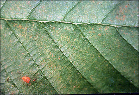 Photo représentant l'effet de l'ozone sur une feuille d'aulne rouge.